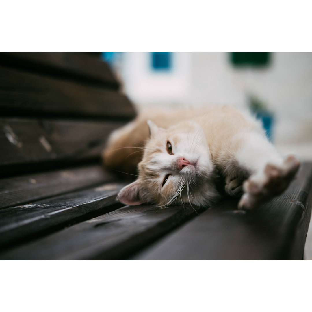 Sleeping Cat