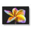 Frangipani Flower - Wrapped Canvas-61854914