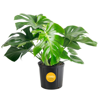 Costa Farms Philodendron Monstera Deliciosa Plant