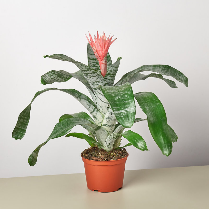House Plant Shop Live Foliage Plant Low Maintenance Plant Rattan