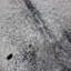Cowhide Rug Speckled