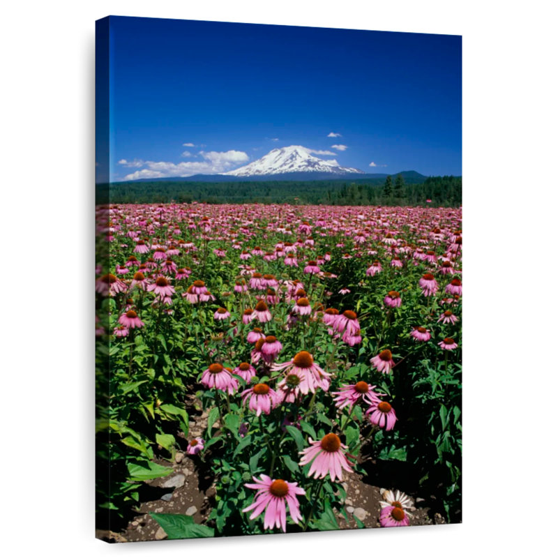 Harnek Echinacea Field, 12" H x 8" W