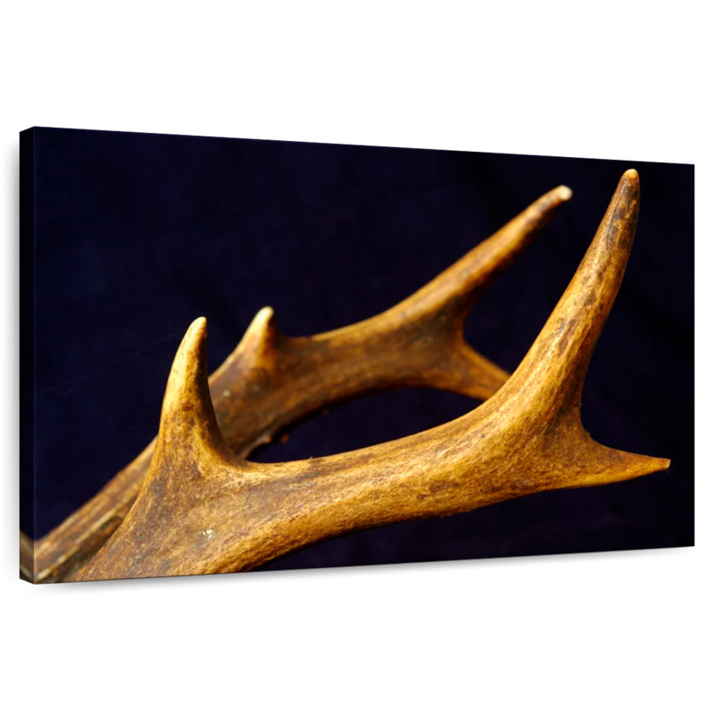 Brampt Deer Antlers