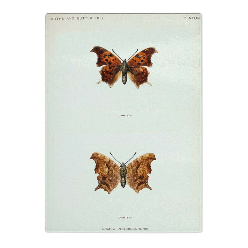 Tempered Glass Question Mark Butterfly by S.F. Denton Chopping Board, 20 cm W x 28.5 cm L