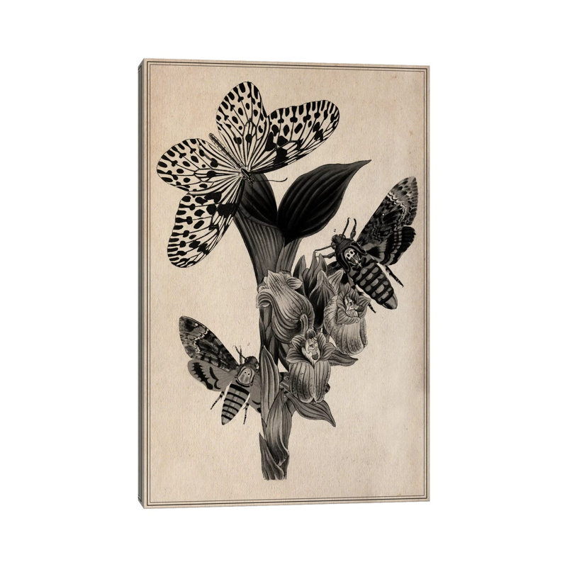 Butterflies Scientific Drawing by Unknown Artist - Wrapped Canvas Print, 101.6 cm H x 66.04 cm W x 3.175 cm D