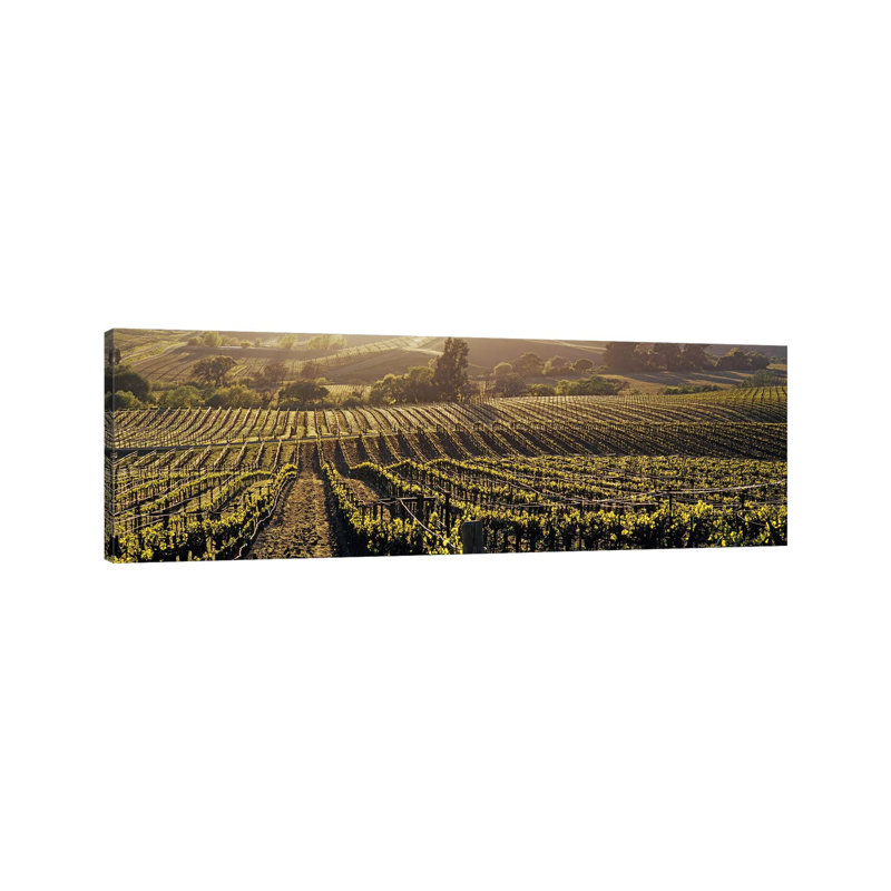 Aerial View Of A Vineyard, Los Carneros AVA, California, USA - Wrapped Canvas Panoramic Print