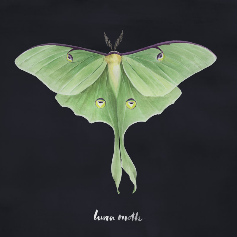 Luna Moth I - Wrapped Canvas Print, 30cm H x 30cm W