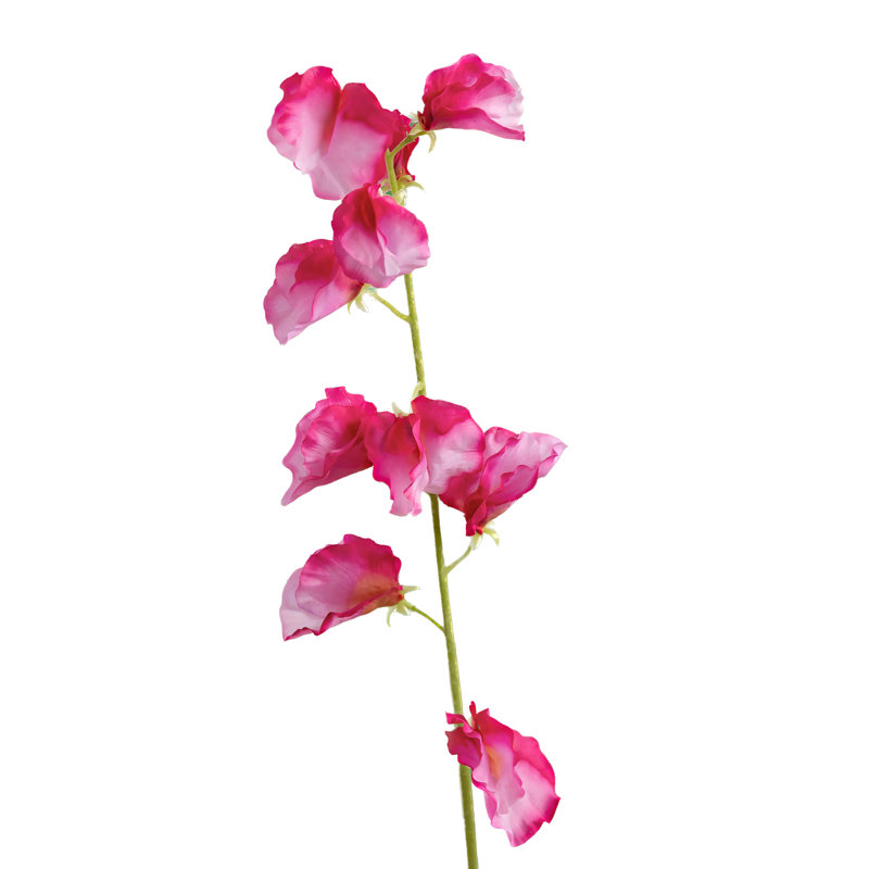 Sweet Pea, Dark Pink