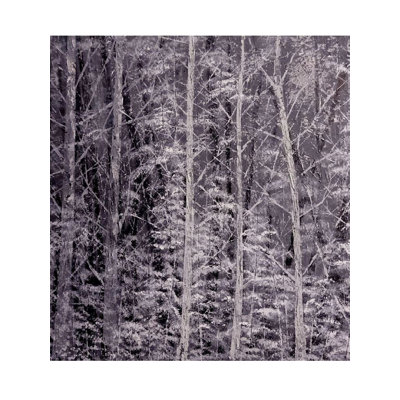 Birch Trees With Snow | Oil On Stretched Canvas | By Survo P Basu