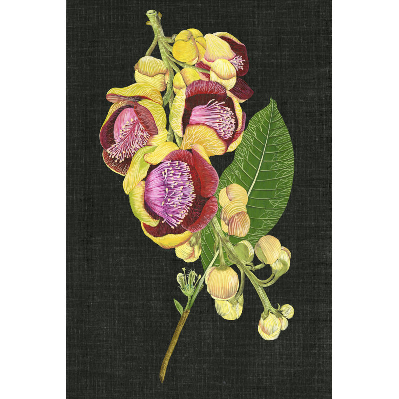 Couroupita Guianensis I by Melissa Wang - Wrapped Canvas Print, 46cm H x 30cm W x 3.8cm D
