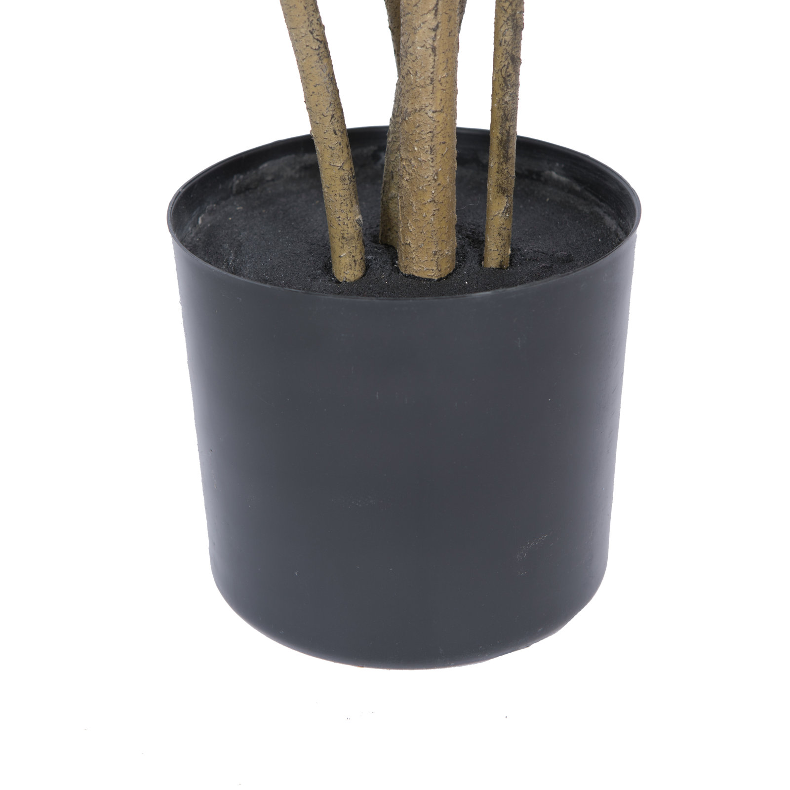 48" Cotinus Coggygria Tree in Pot, Green