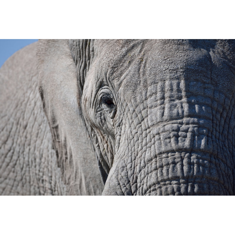 Elephant Close Up - Wrapped Canvas Print, 30cm H x 46cm W x 3.8cm D