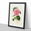 Illustration of a Pink Japanese Camellia - Picture Frame Painting Print-55579383-55579381