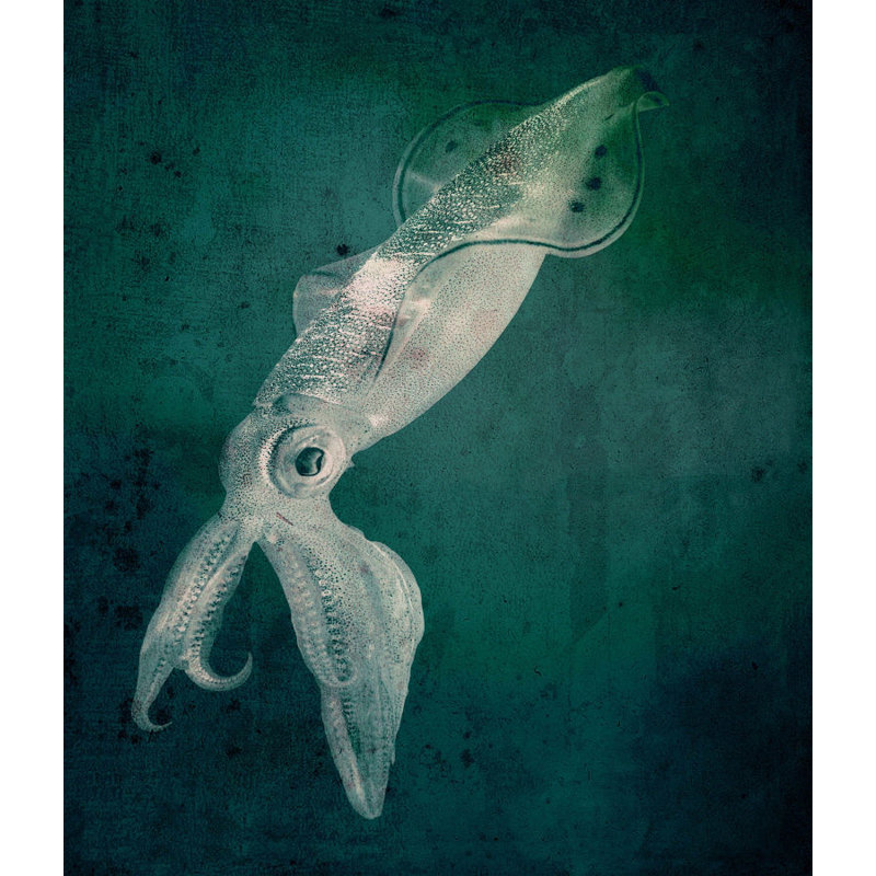 Marine Collection IV Print by GI Lab, 32" H x 24" W x 1.5" D, Glass Coat