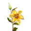 Lily Objet