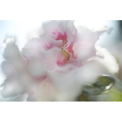 L'espoir en rose II