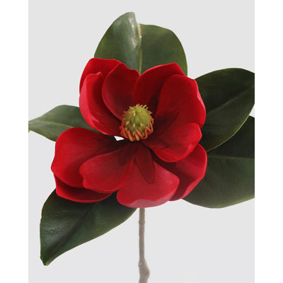 Magnolia rouge cramoisi 24 po