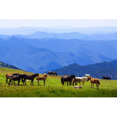 Horses on Mountain Meadow - Photographie sur toile tendue