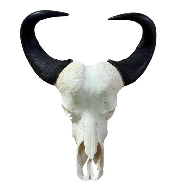 Real Female Cape buffalo Skull