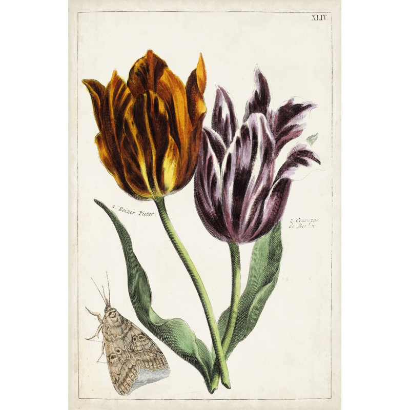 Tulip Classics I -  Painting, 46 cm H x 30 cm W, Wrapped Canvas