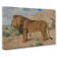Study Of A Lion by Rosa Bonheur - Wrapped Canvas-61838061