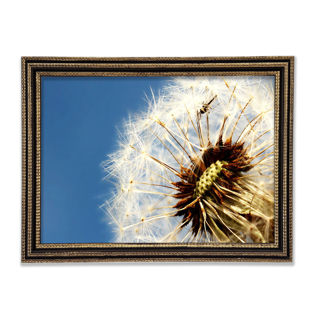 Dandelion Skies Gerahmter Druck