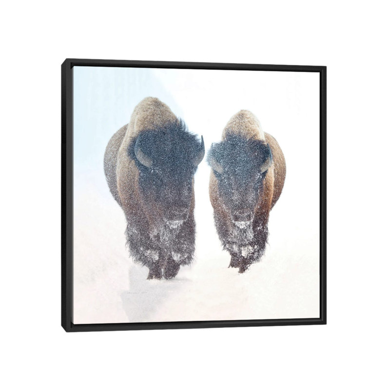Two Bison In A Snow Storm by OLena Art - Floater Frame Print on Canvas, 45.72 cm H x 45.72 cm W, Black Framed Canvas