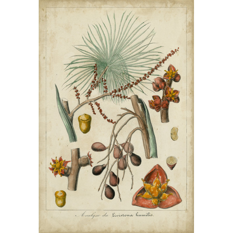 Palma Exotica III - Wrapped Canvas Art Prints, 46cm H x 30cm W x 3.8cm D