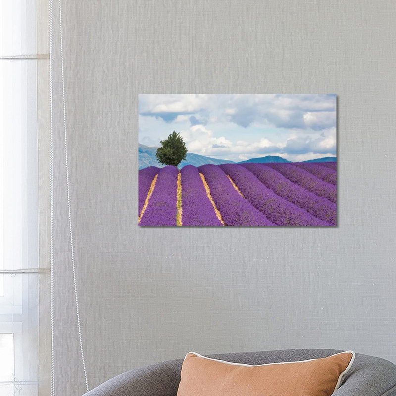 Ready For Harvest, Provence, France by Jim Nilsen - Wrapped Canvas Gallery-Wrapped Canvas Giclée