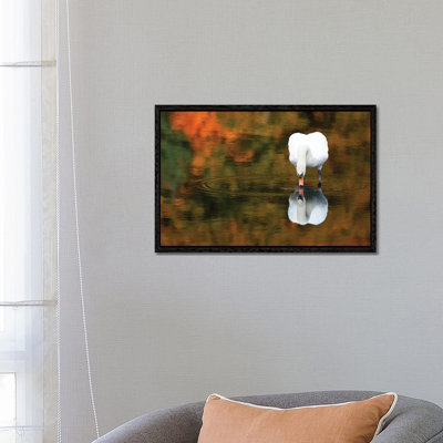 Reflected Swan II by David Gardiner - Print on Canvas