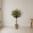 Olive Topiary Tree with Farmhouse Planter