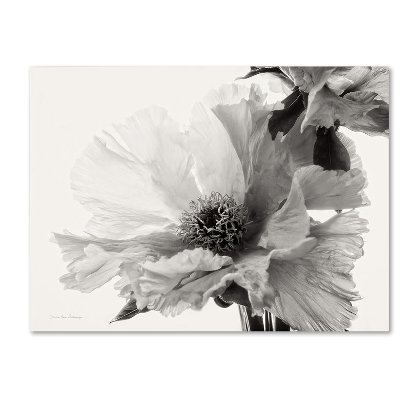 « translucide pivoine vbw », reproduction sur toile tendue, H 35 po x l 47 po