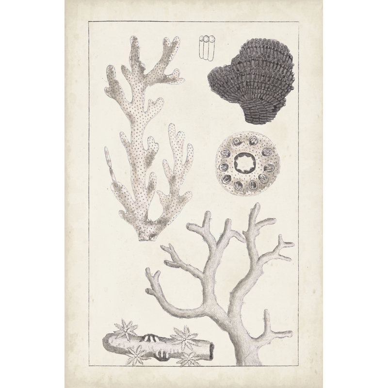 Antique White Coral II - Drawing, 122cm H x 81cm W, Black Floater Framed