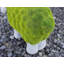 Coopersville Weather Resistant UV Resistant Plastic Garden Statue