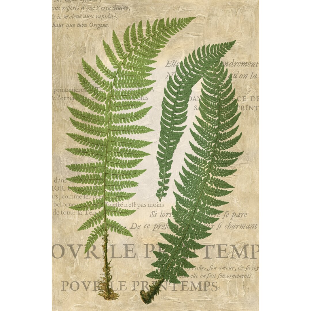 Leinwandbild Fern Folio III von Vision Studio