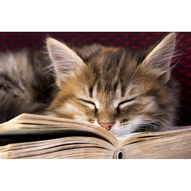Little Ginger Kitten Sleeping In An Open Book - Wrapped Canvas Print, 51cm H x 76cm W x 3.8cm D