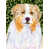 Australian Shepherd 6