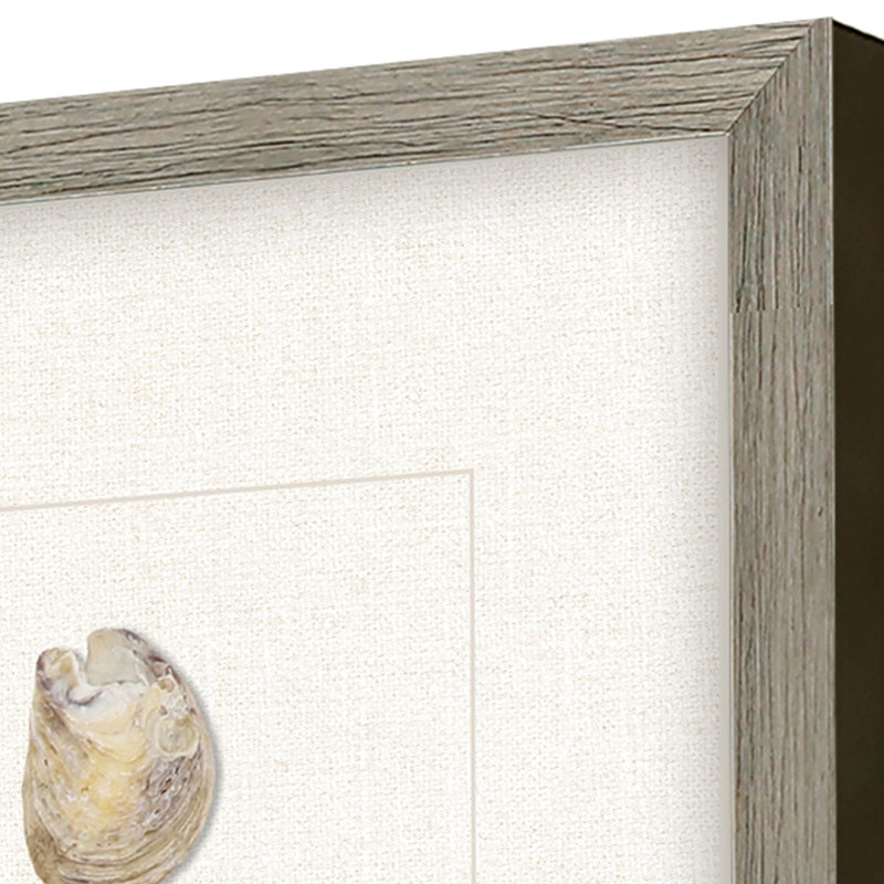 " Shell Series S/2 " by Inspire Studio 2 - Pieces