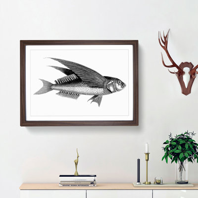 Oceanic Flying Fish in Black & White by George Shaw - Framed Print