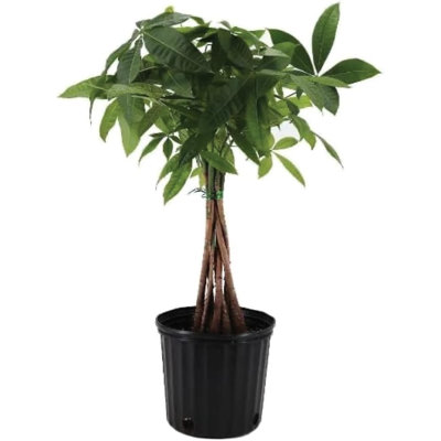 Pet Friendly American Plant Exchange Money Tree, 10-Inch Pot, Large Indoor Houseplant, Perfect for Home & Office