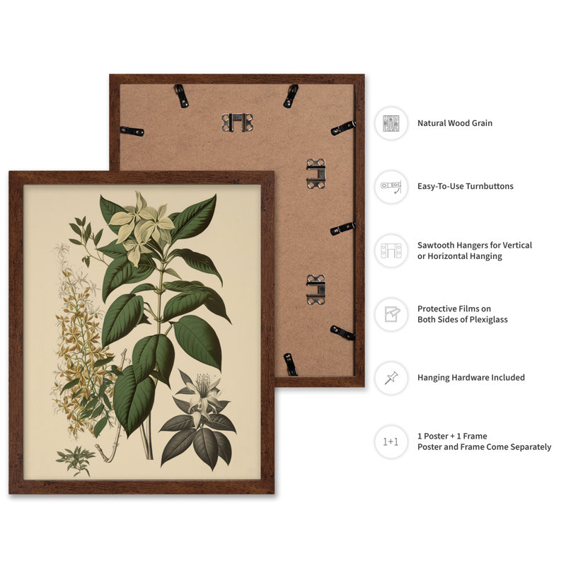 Blanc jasmin, Affiche, H 12 po x l 16 po, Encadrement brun