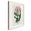 Protea N13 - Peinture encadrée-841114260-841114261