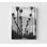 Palmiers, reproduction de photo, encadré photo noir et blanc, décoration murale arbre, art mural arbre tropical, art mural encadré, art mural surdimensionné