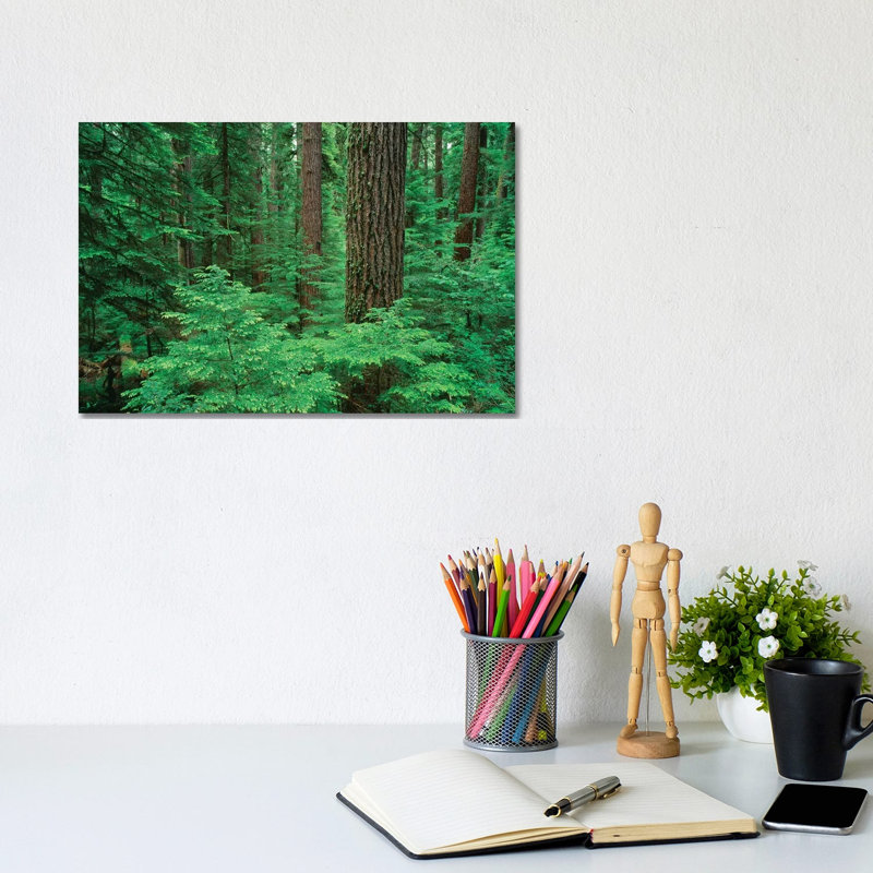 OR, Willamette NF. Middle Santiam Wilderness, Douglas Fir Giants Rise Above Western Hemlock by John Barger - Wrapped Canvas Print