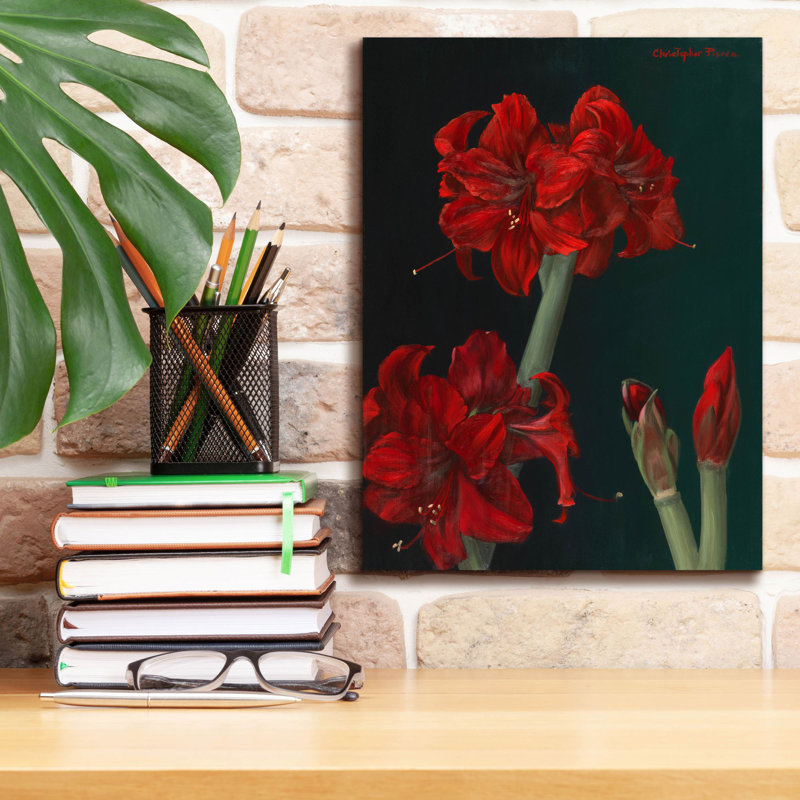 Toile rouge «Amaryllis Amigo» par Christopher Pierce, H 16 po x l 12 po x P 0,75 po
