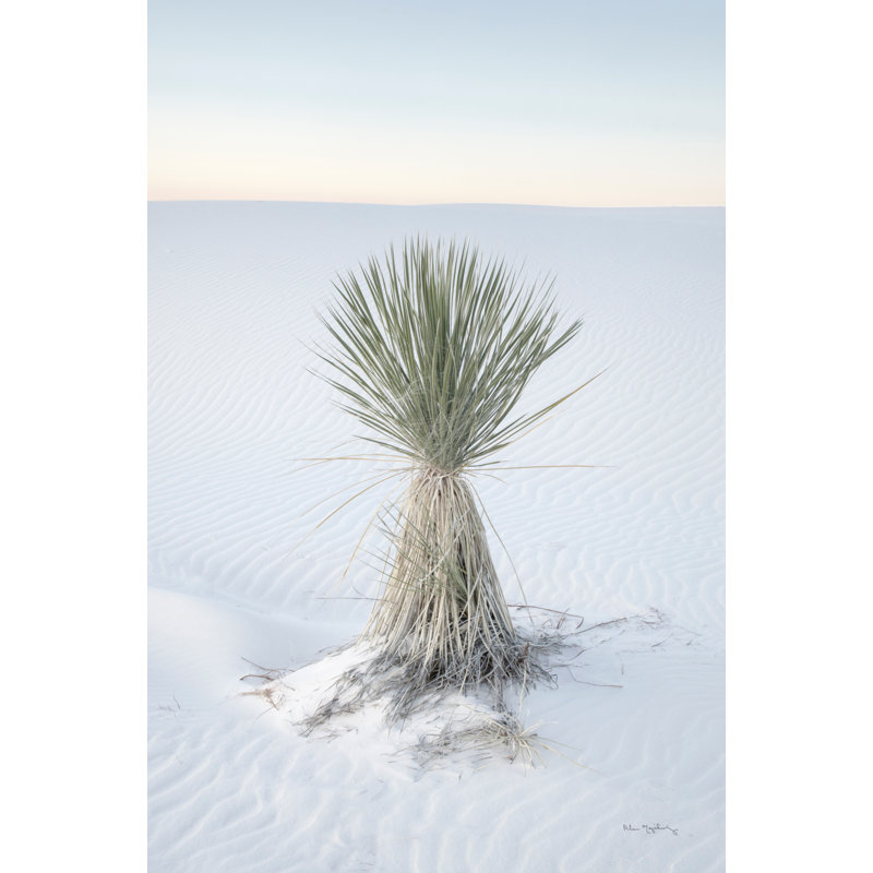 Yucca In White Sands National Monument by Alan Majchrowicz - Art Print, 122cm H x 81cm W, Black Floater Framed
