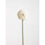 Fiori Allium Arrangement