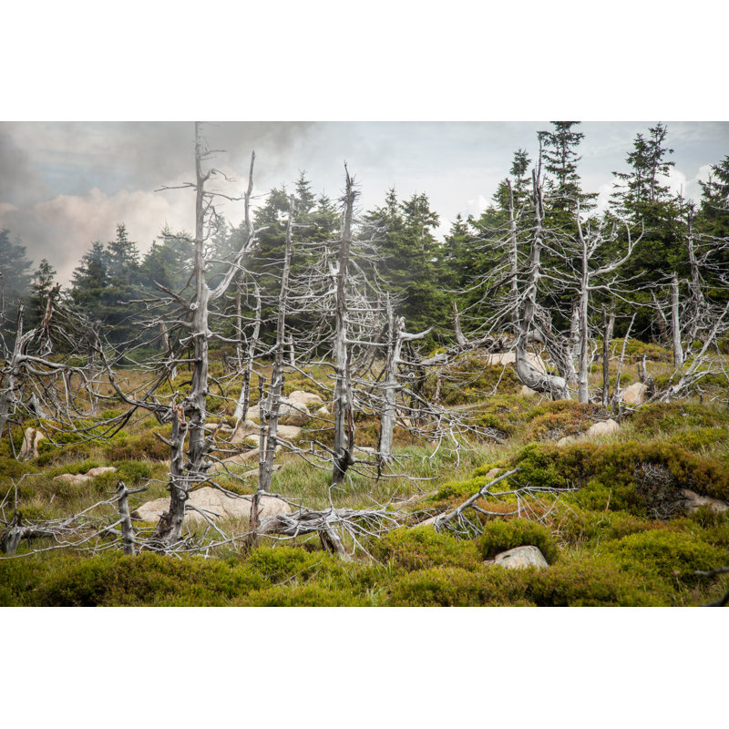 Arbres morts par Wcjohnston, H 20 po x l 30 po