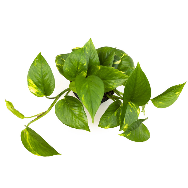 Golden Pothos in Black Plastic Planter, 4-Inch