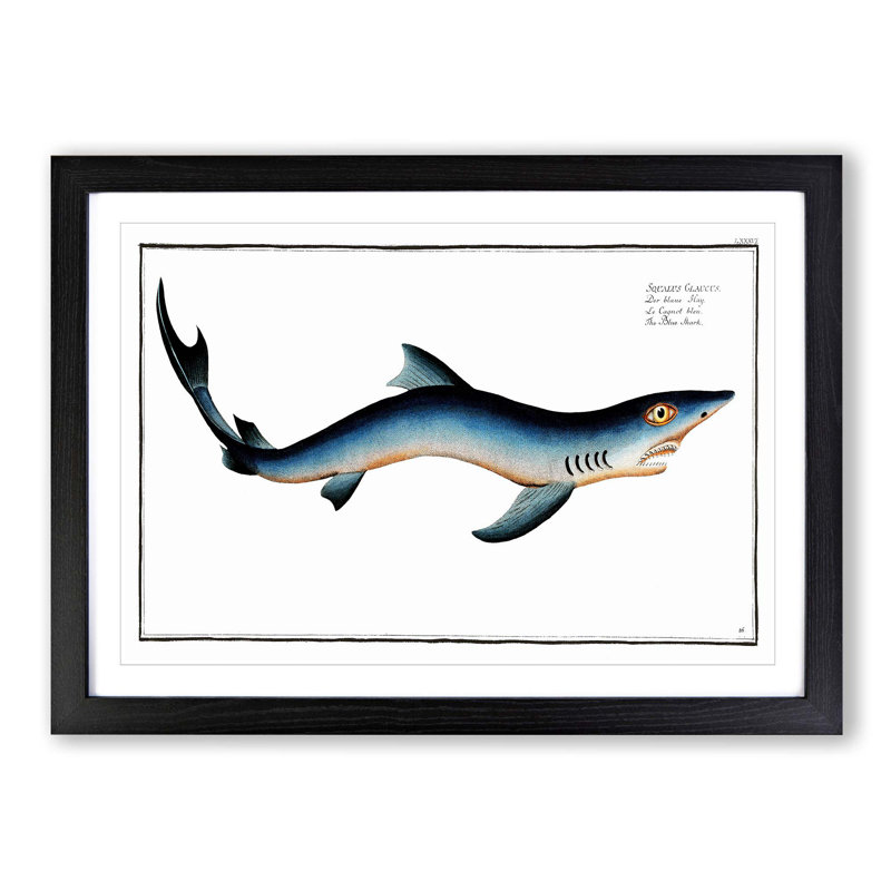 Blue Shark by M.E. Bloch - Picture Frame Painting Print on MDF, Black Framed, 48cm H x 65cm W x 2cm D